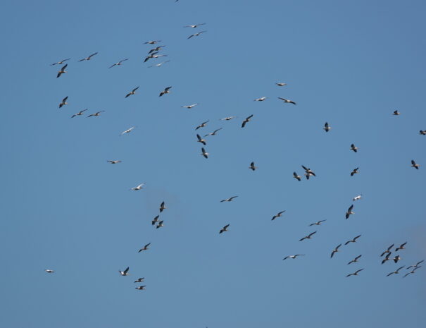 DSC00054