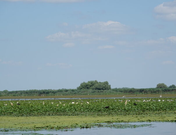 DSC00068